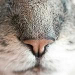 Sage Kuvalis Profile Picture